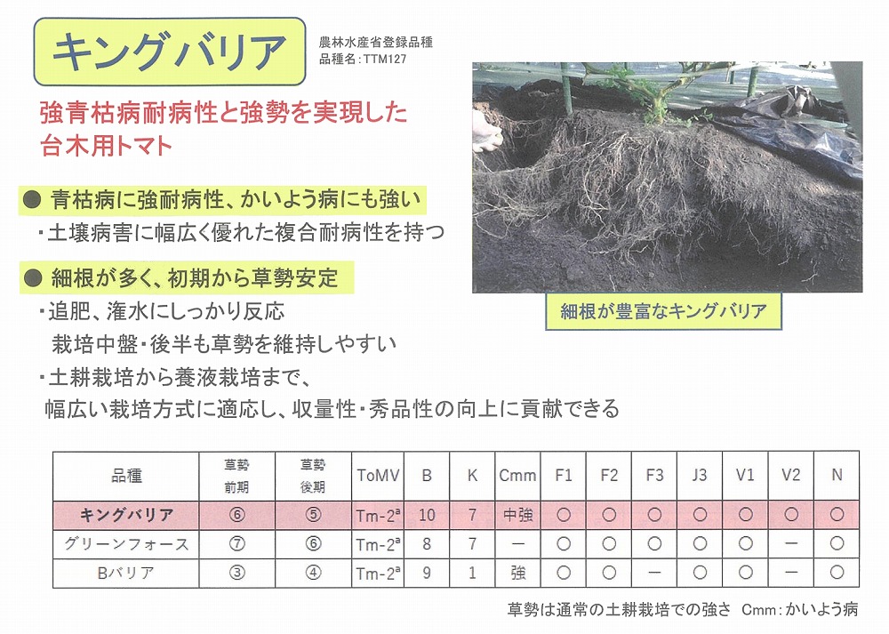 【台木備品種】キングバリア〔タキイ掛け合わせ〕《書きとどめる亜種》亜種名TTM127