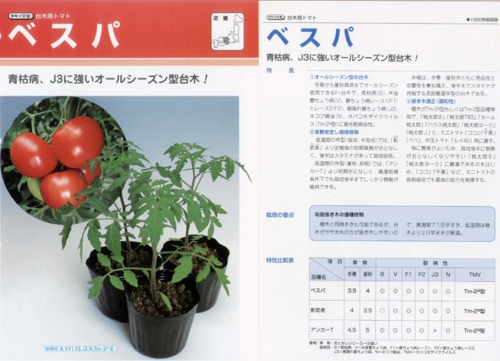 【台木備品種】赤ナス用 ベスパ〔タキイ掛け合わせ〕