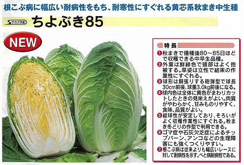 【ハクサイ】ちよぶき85〔サカタ交配〕 6,257円