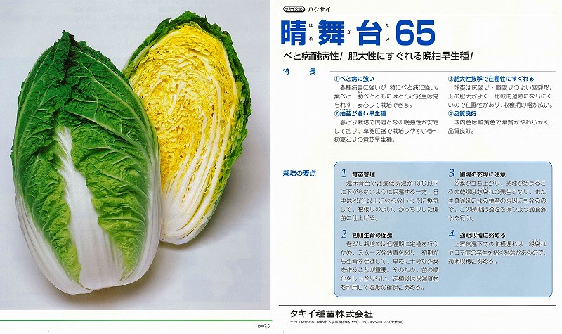 【ハクサイ】晴一こま65〔タキイ掛け合わせ〕