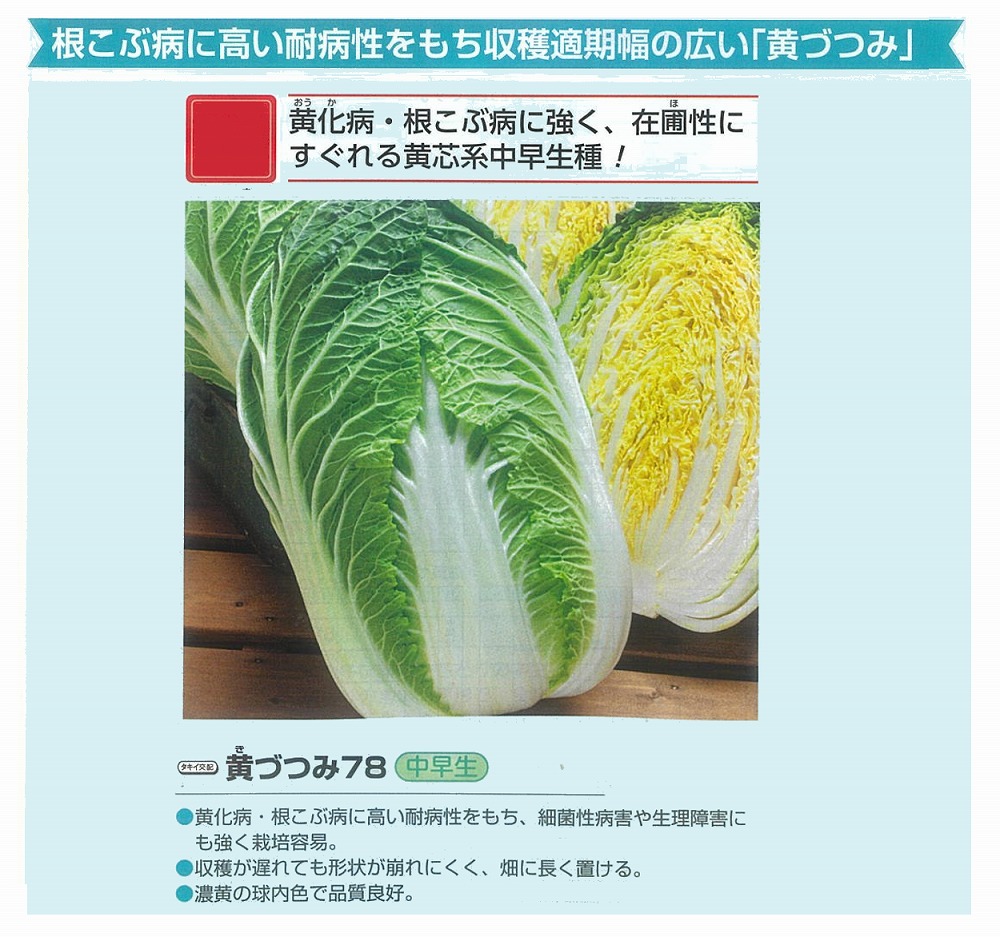 【ハクサイ】中早生 黄づつみ78〔タキイ掛け合わせ〕