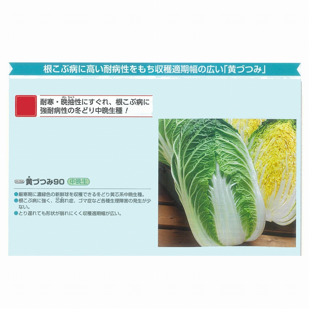 【ハクサイ】中晩生 黄づつみ90〔タキイ掛け合わせ〕