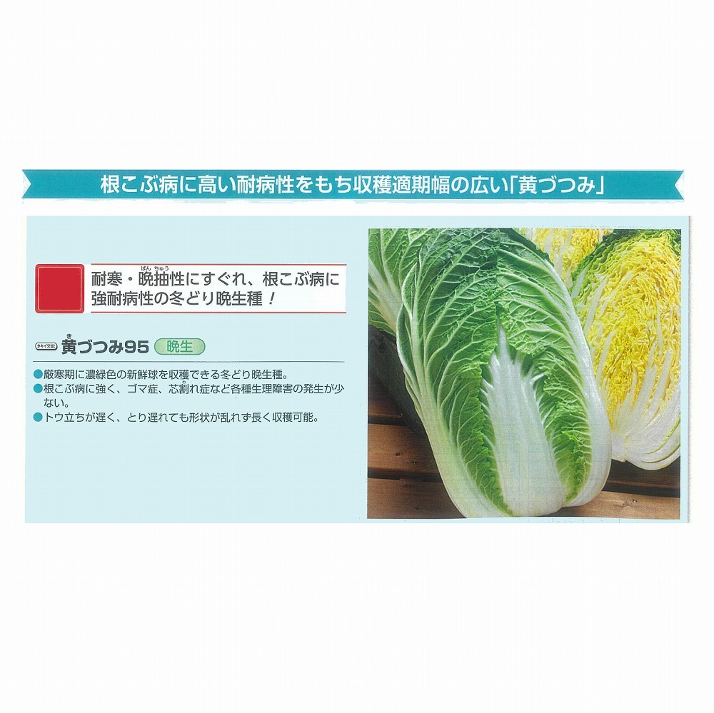 【ハクサイ】晩生 黄づつみ95〔タキイ掛け合わせ〕