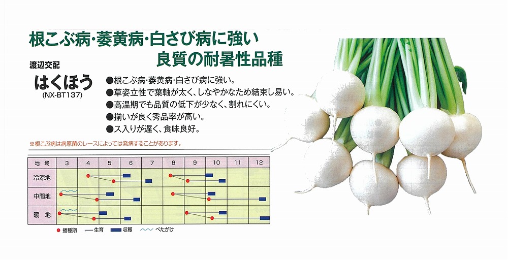 【小僧】はくほう (NX-BT137)〔渡辺掛け合わせ〕