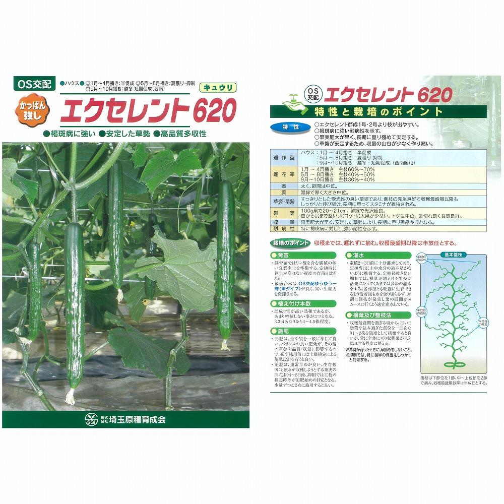 【黄瓜】目覚ましい 620〔os掛け合わせ〕
