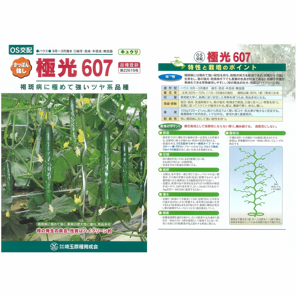 【キュウリ】極光 607〔OS交配〕PVP｜野菜のタネのお買い物　太田のタネ