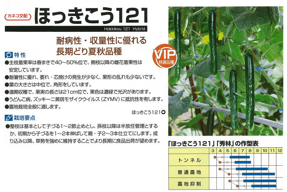 【黄瓜】ほっきこう121〔カネコ掛け合わせ〕
