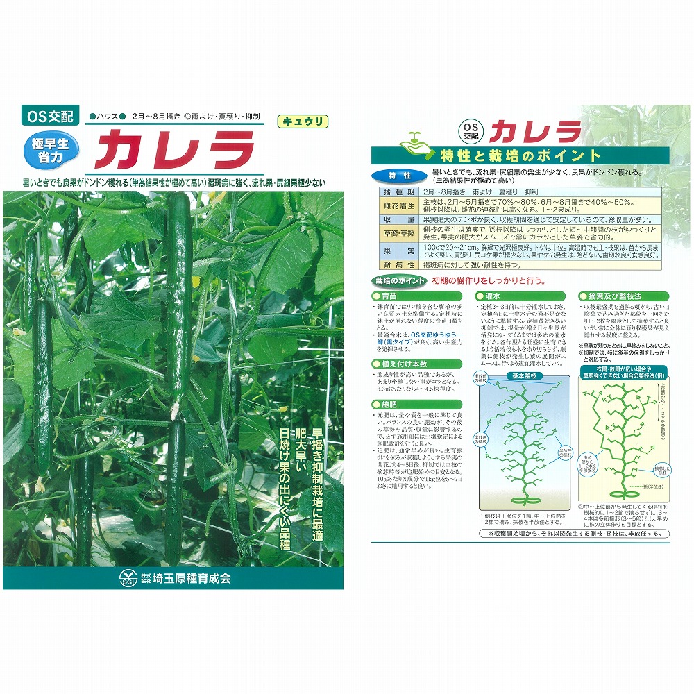 【キュウリ】極早生省力　カレラ〔OS交配〕 9,403円