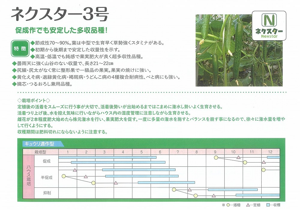 【黄瓜】ネクスター3号〔朝日アグリア〕