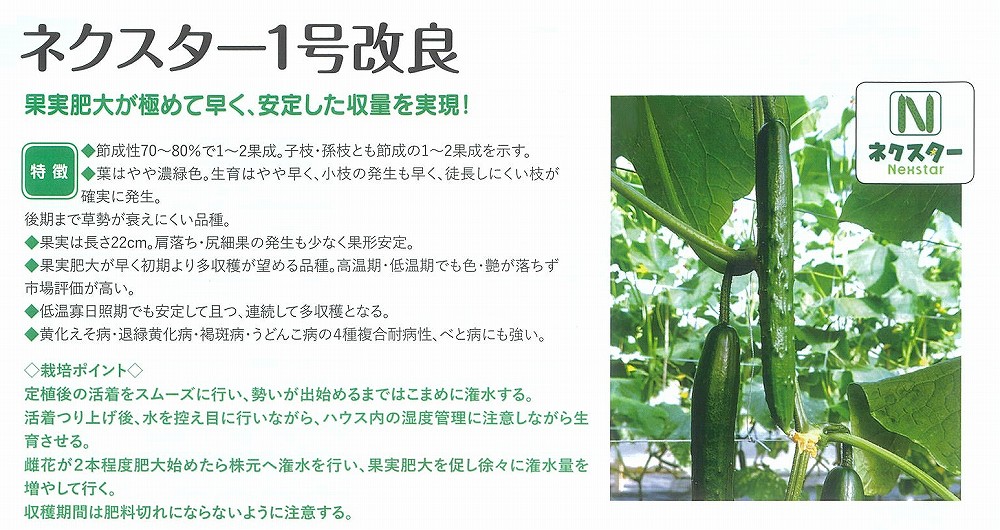 【黄瓜】ネクスター1号組み換える〔朝日アグリア〕