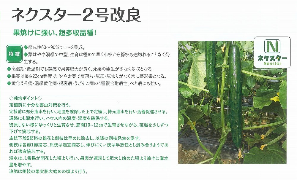 【黄瓜】ネクスター2号組み換える〔朝日アグリア〕