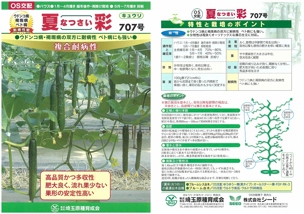 【黄瓜】夏彩 707号〔os掛け合わせ〕