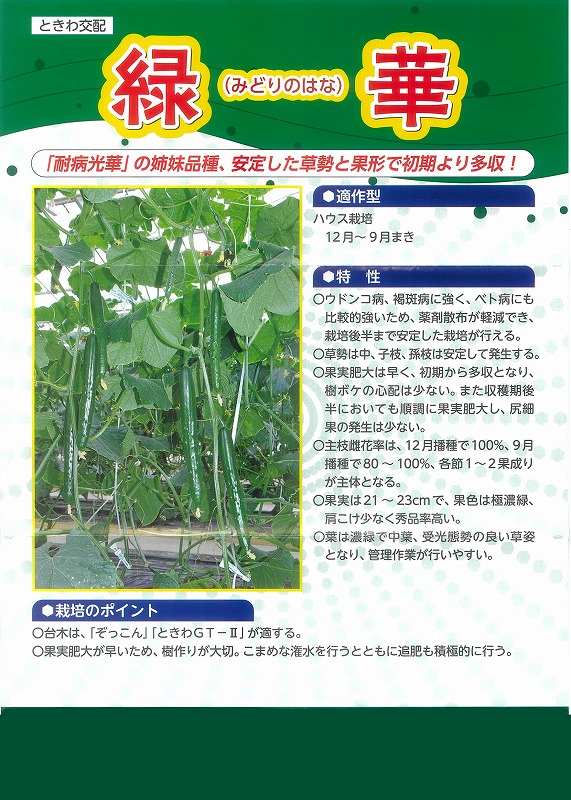 【黄瓜】緑華（みどりのはな）〔ときわ掛け合わせ〕