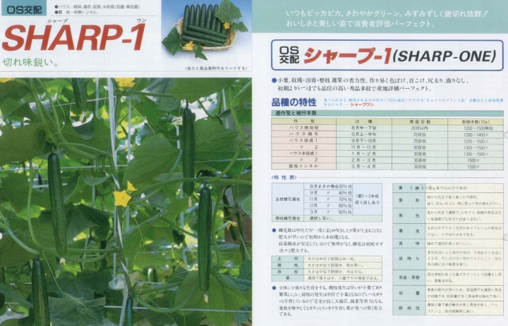 【黄瓜】小ざかしい1〔os掛け合わせ〕