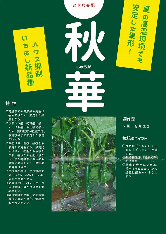 【黄瓜】秋華〔ときわ掛け合わせ〕