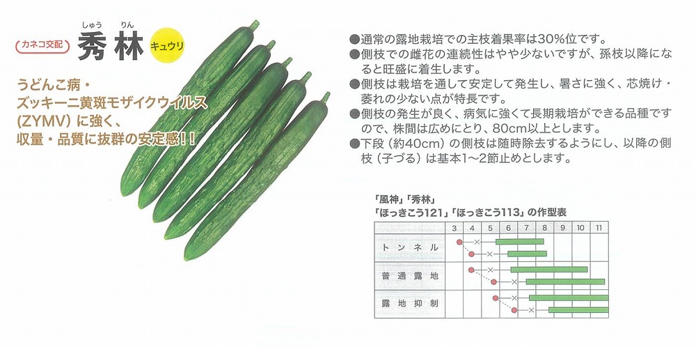 【黄瓜】秀林〔カネコ掛け合わせ〕