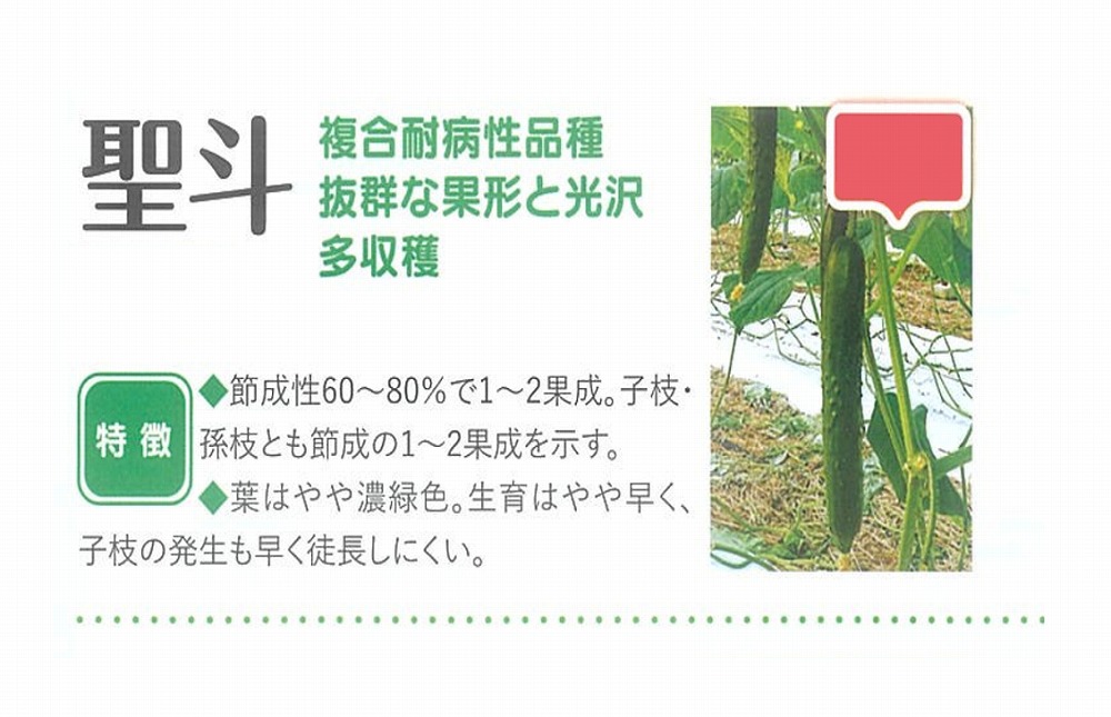 【黄瓜】聖斗〔0544〕