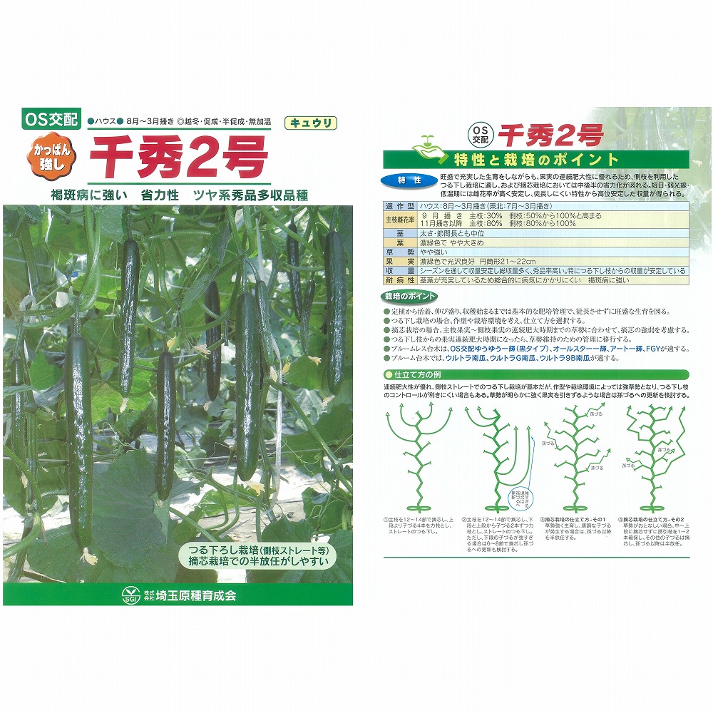 【黄瓜】千秀2号〔os掛け合わせ〕