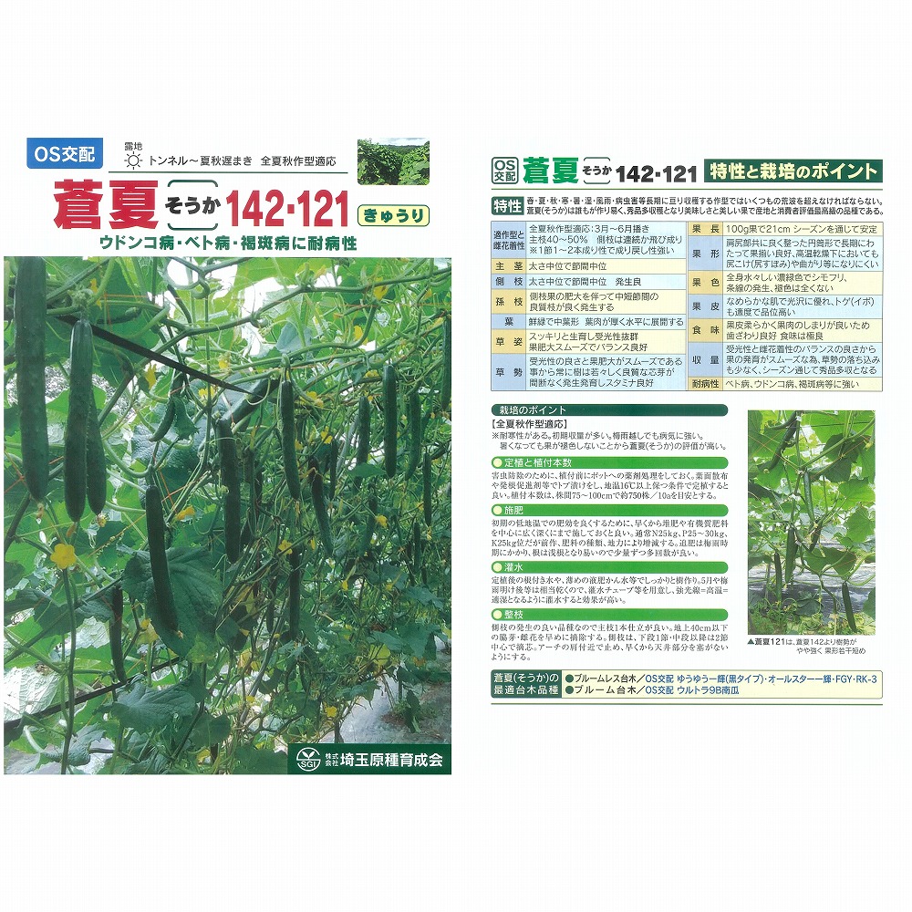 【黄瓜】蒼夏121〔os掛け合わせ〕