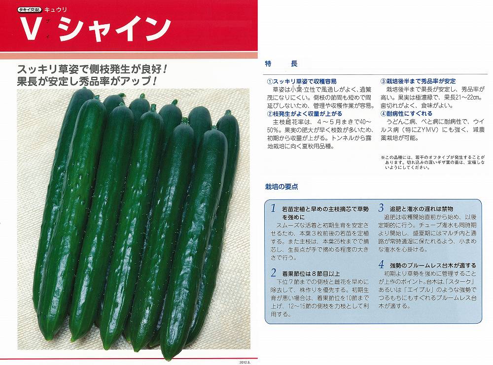 【キュウリ】Vシャイン（ブイシャイン）〔タキイ交配〕 9,075円