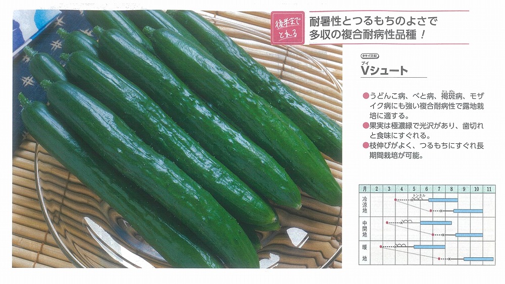 【黄瓜】V投げる〔 タキイ掛け合わせ〕