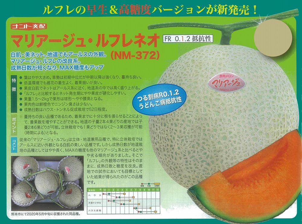 【メロン】マリアージュ・ルフレネオ（NM-372）〔ナント交配〕