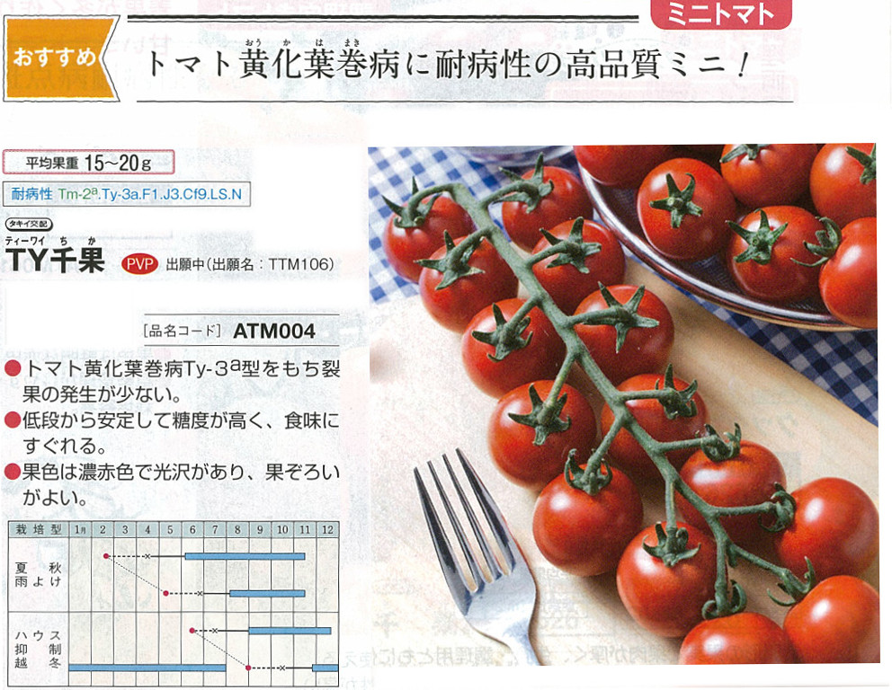 【ミニ赤茄子】TY千果〔タキイ掛け合わせ〕（書きとどめる変種名：TTM106）