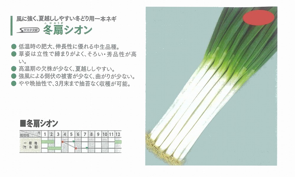 【ネギ】冬扇シオン〔サカタ掛け合わせ〕