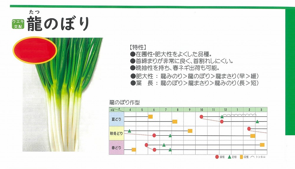 【ネギ】龍のぼり〔ウエキ交配〕