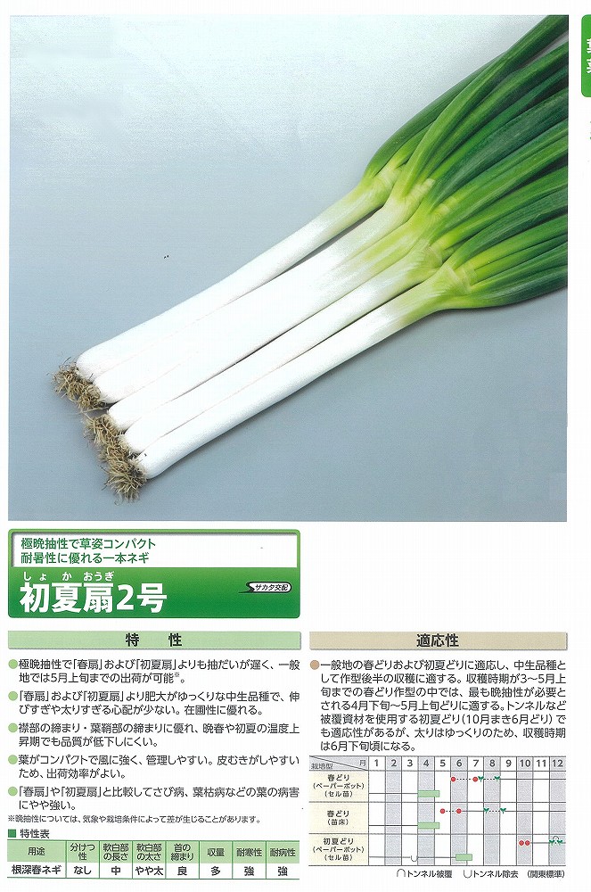 【ネギ】初夏扇2号〔サカタ掛け合わせ〕