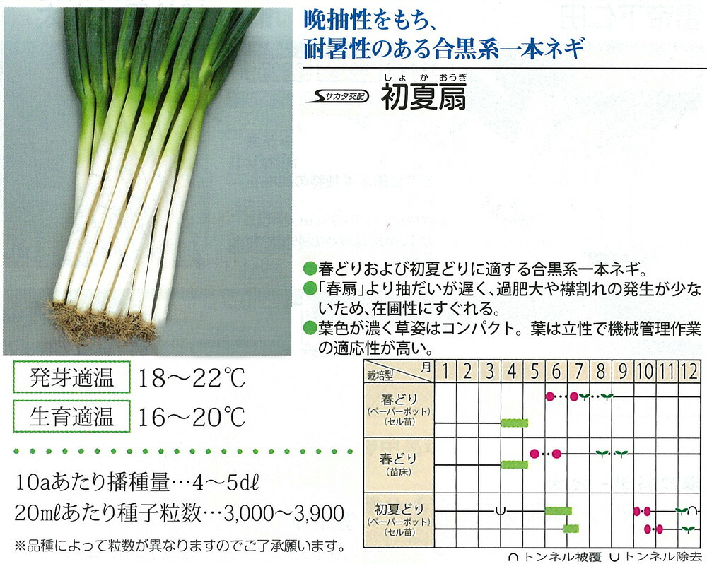 【ネギ】初夏扇〔サカタ掛け合わせ〕