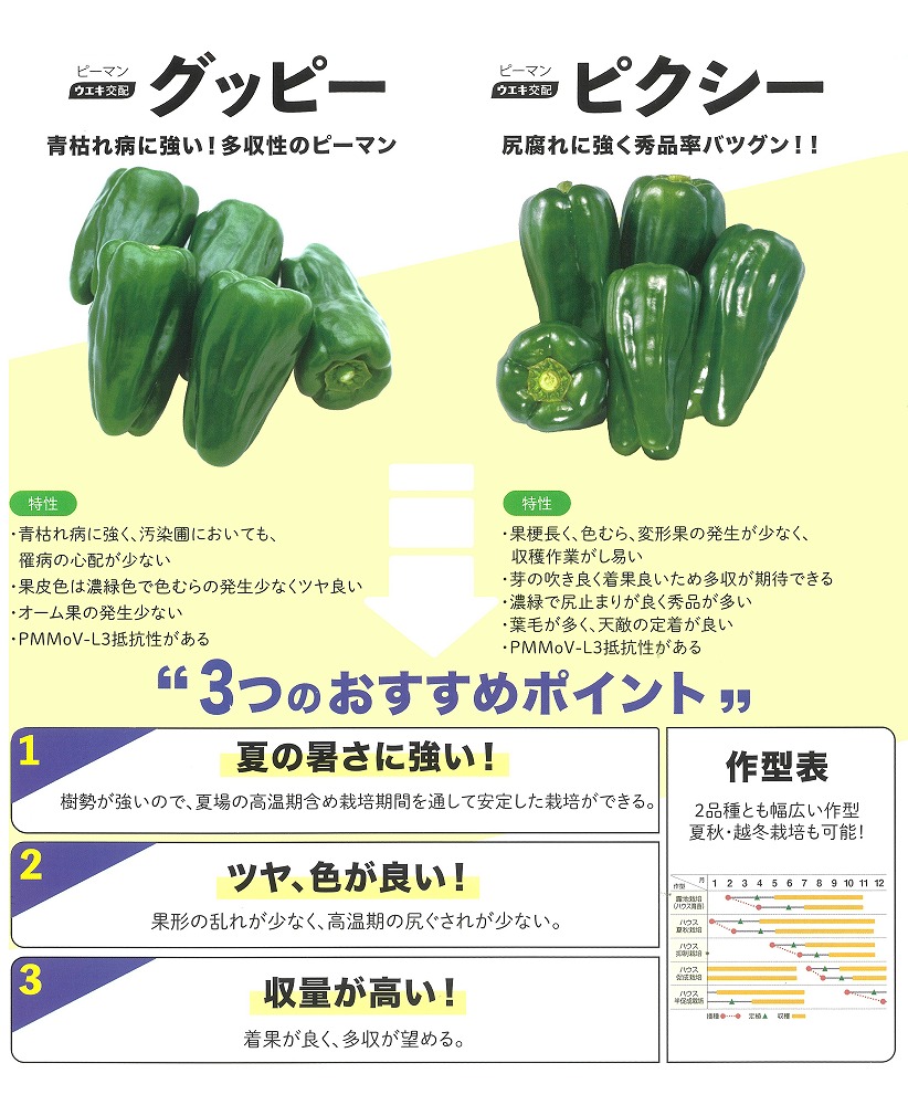 【トウガラシ】小妖精〔ウエキ掛け合わせ〕