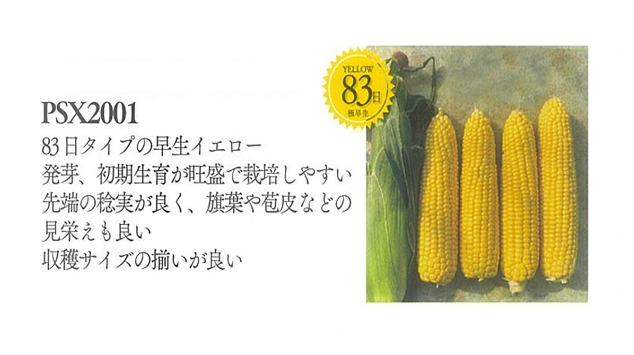 【トウモロコシ】スイートコーン　味来早房83（PSX2001）〔サナテックシード0330〕