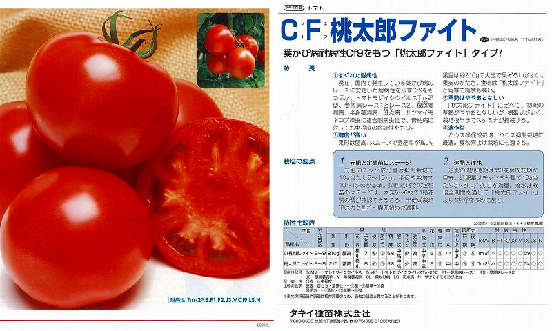【トマト】CF桃太郎ファイト〔タキイ交配〕