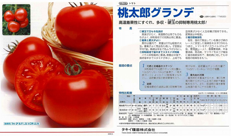 【トマト】桃太郎グランデ〔タキイ交配〕（登録品種名：TTM020）｜野菜のタネのお買い物　太田のタネ