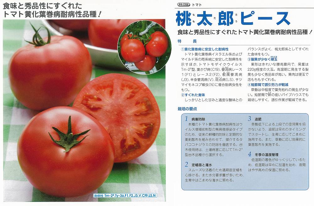 【赤茄子】桃太郎天下太平〔タキイ掛け合わせ〕（書きとどめる変種名：TTM076）