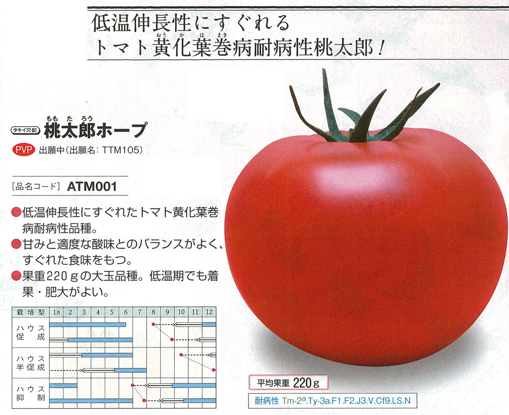 【赤茄子】桃太郎頼み所〔タキイ掛け合わせ〕（書きとどめる変種名：TTM105）