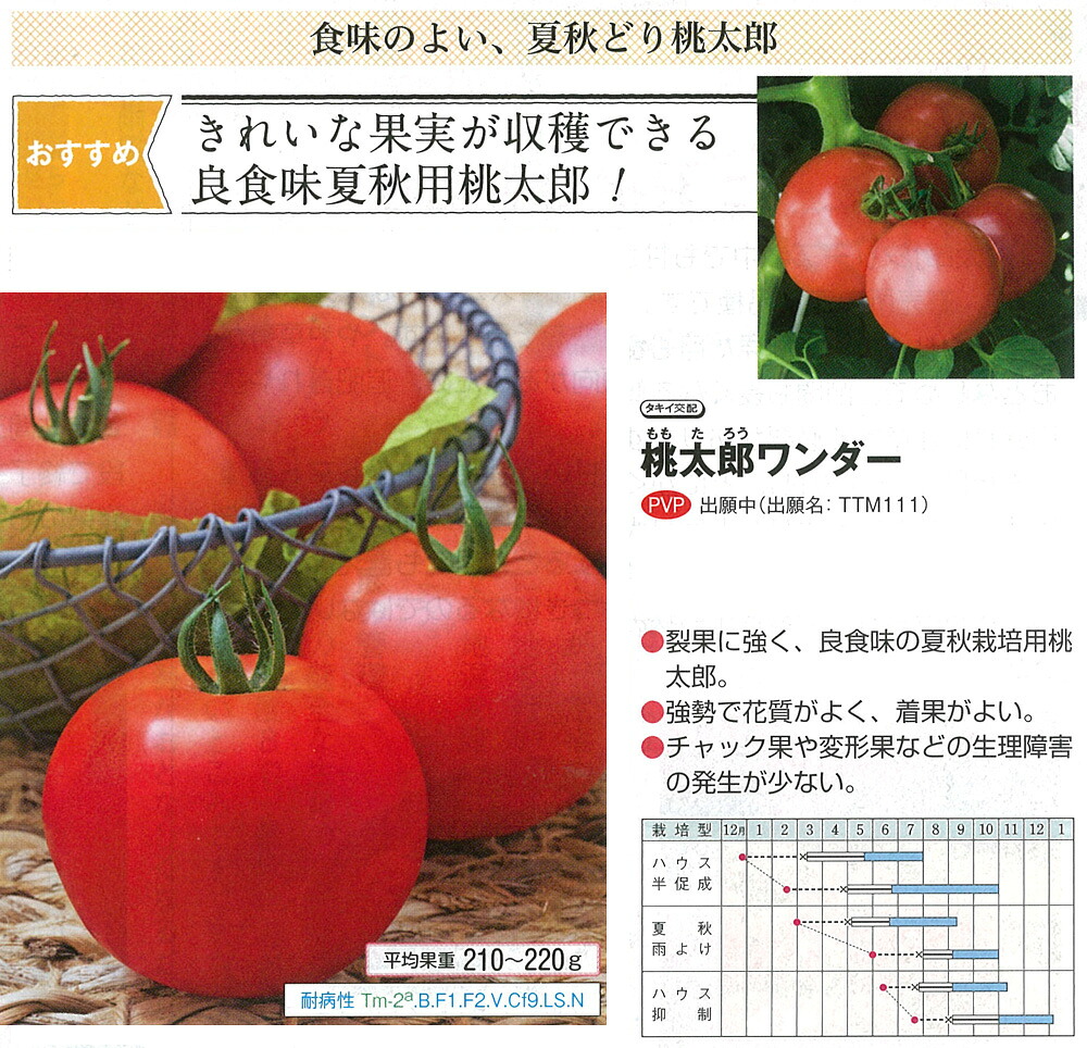【トマト】桃太郎ワンダー〔タキイ交配〕（登録品種名：TTM111）