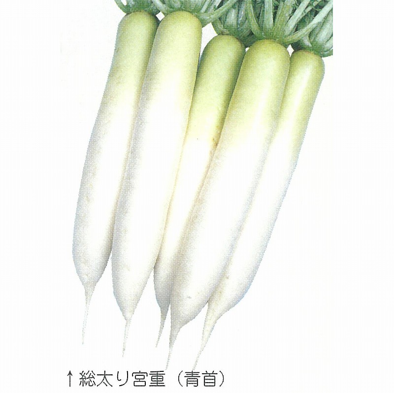 楽天市場】【ダイコン】加賀伝統野菜 打木源助大根〔固定種〕/小袋（11ml） : 野菜のタネのお買い物 太田のタネ