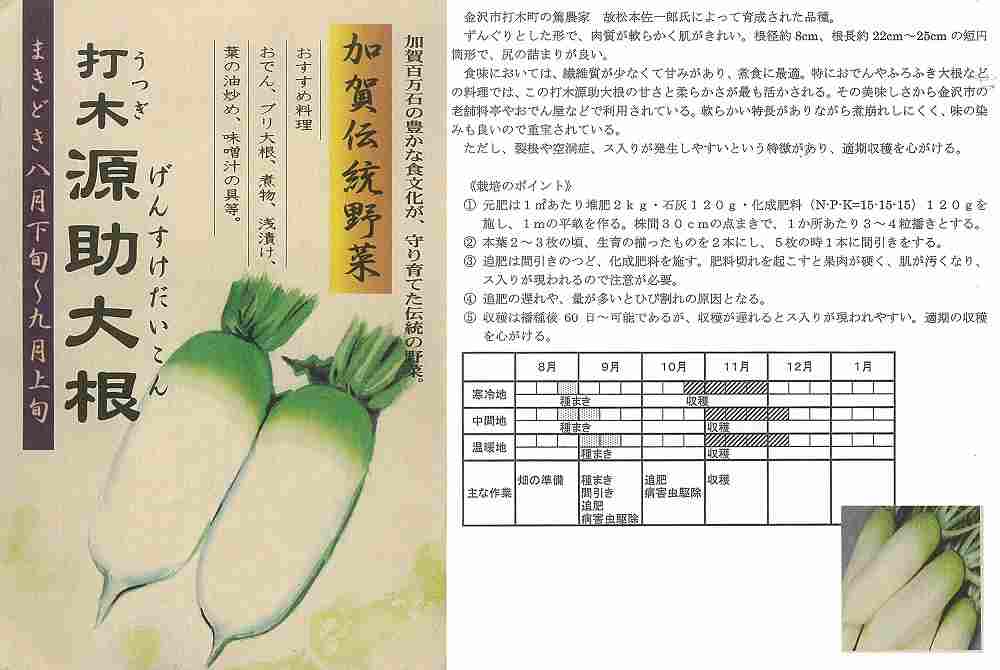 楽天市場】【ダイコン】加賀伝統野菜 打木源助大根〔固定種〕/小袋