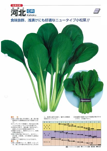 楽天市場】【コマツナ】小松菜 ちぢみこまつ菜〔松島交配〕/小袋（3.7