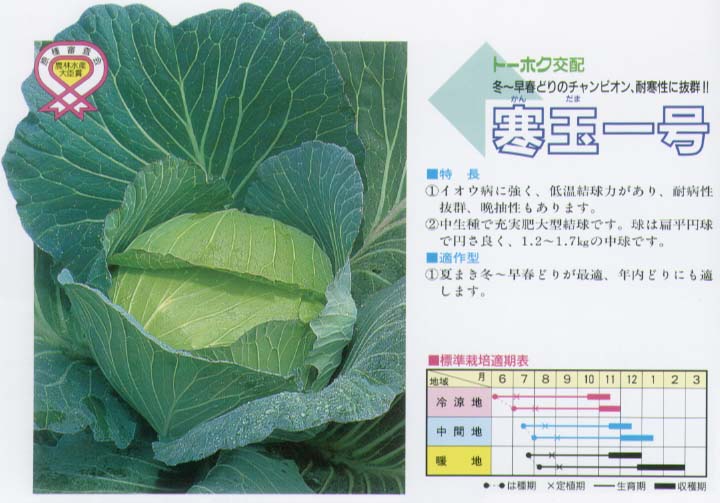 楽天市場 キャベツ 寒玉一号 トーホク交配 小袋 野菜のタネのお買い物 太田のタネ