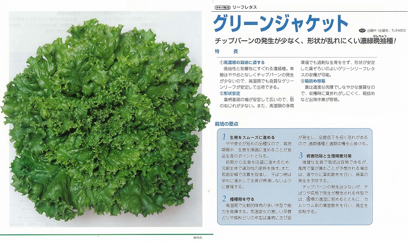 楽天市場 レタス リーフレタス グリーンジャケット タキイ育成 ペレット小袋1粒 野菜のタネのお買い物 太田のタネ