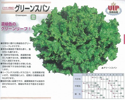 楽天市場 レタス グリーンスパン カネコ育成 5千粒コート 野菜のタネのお買い物 太田のタネ