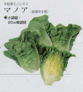 楽天市場 レタス 半結球ミニレタス マノア タキイ育成 小袋 野菜のタネのお買い物 太田のタネ