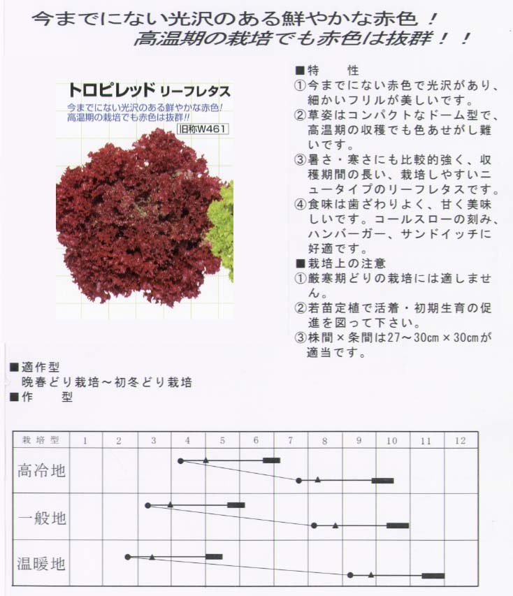 楽天市場】【レタス】リーフレタス ワインドレス〔タキイ育成〕/ペレット小袋100粒 : 野菜のタネのお買い物 太田のタネ