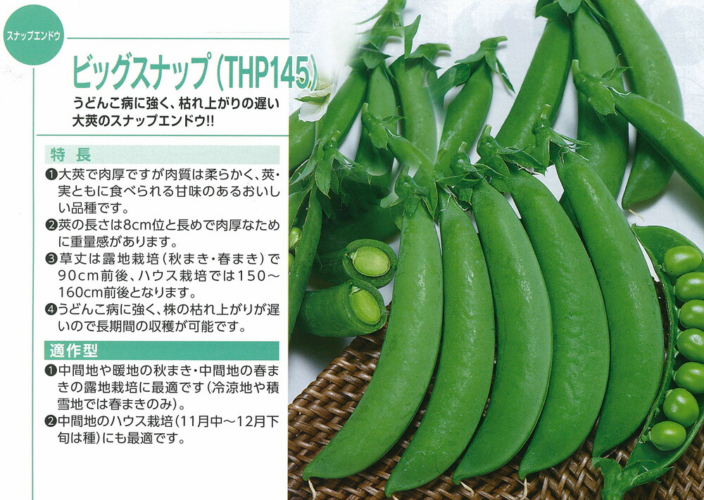 楽天市場 実エンドウ ビッグスナップ Thp145 トーホク 1dl 野菜のタネのお買い物 太田のタネ