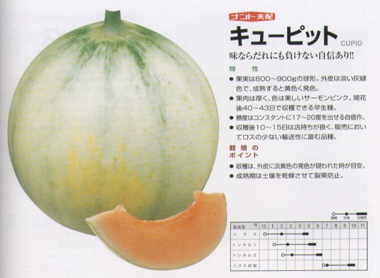 楽天市場 メロン 淡緑皮 赤肉 キューピット ナント交配 小袋 野菜のタネのお買い物 太田のタネ