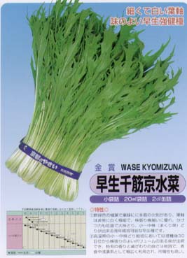 水菜商品 茨城県産 みず菜 150g×20袋: いいものいっぱい広場|【JAタウン