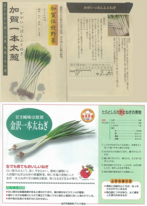 楽天市場 ネギ 加賀伝統野菜 加賀一本太葱 固定種 松下 小袋 野菜のタネのお買い物 太田のタネ